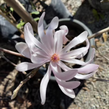 Magnolia stellata 'King Rose' (Star Magnolia) open flower.