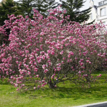 Magnolia x soulangeana 'Rustica Rubra' (Saucer Magnolia) in spring.