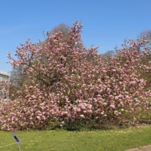 Magnolia x soulangeana 'Rustica Rubra' (Saucer Magnolia) tree.