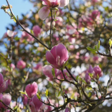 Magnolia x soulangeana 'Rustica Rubra' (Saucer Magnolia) branches.