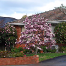 Magnolia x soulangeana 'Rustica Rubra' (Saucer Magnolia) near a house.