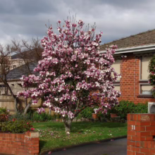 Magnolia x soulangeana 'Rustica Rubra' (Saucer Magnolia) flowering tree.
