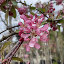 Malus 'Echtermeyer' (Crabapple) flower.