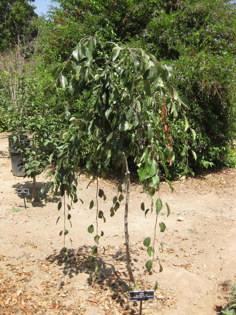 Malus 'Echtermeyer' 6 Malus 'Echtermeyer' (Crabapple) small tree.