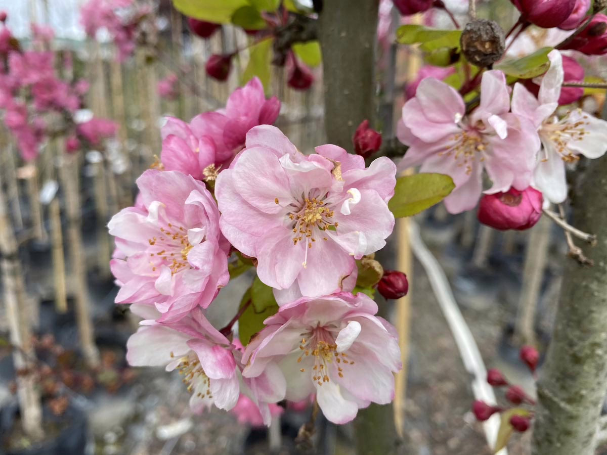 Malus 'Van Eseltine' (Crabapple) flowers.