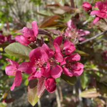 Malus x moerlandsii 'Profusion' (Crabapple) flowers.