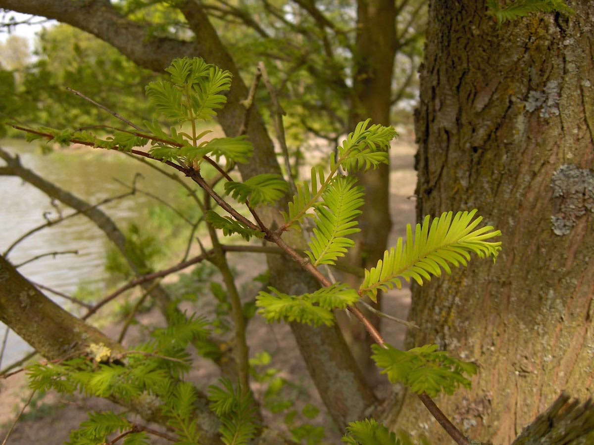 Close-up of vibrant green Bald Cypress foliage against textured bark, with a serene pond visible in the blurred background. The image captures the fresh, natural beauty of the tree's new growth.