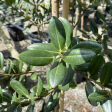 Metrosideros excelsa 'Lighthouse' (Pōhutukawa) foliage.