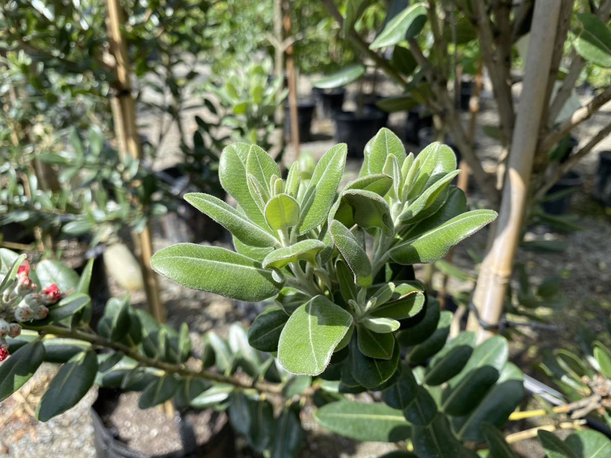 Close-up of a Pittosporum crassifolium tree with glossy, oval-shaped leaves and small, red berries, showcasing its dense foliage and ornamental appeal.