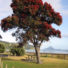 Metrosideros excelsa 'Maori Princess' (Pōhutukawa) Tree