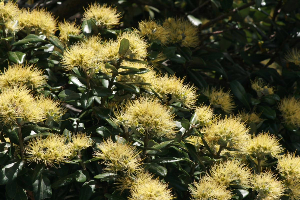 Golden Pōhutukawa flowers bloom vibrantly amidst glossy green leaves. The dense clusters of spiky, yellow blossoms create a striking display in this New Zealand native tree.