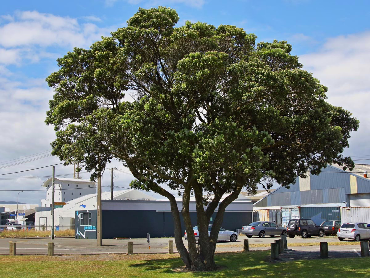 Lush pohutukawa tree with vibrant green leaves, casting shade on a grassy area near a parking lot with several cars. Industrial buildings and a partly cloudy sky in the background.