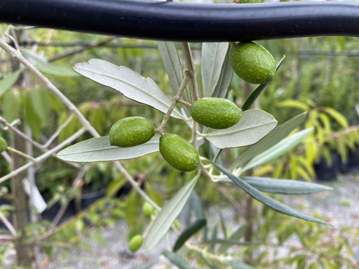 Close-up of an olive branch with unripe green olives hanging from its silvery-green leaves. A black irrigation line runs above the branch, hinting at careful cultivation.