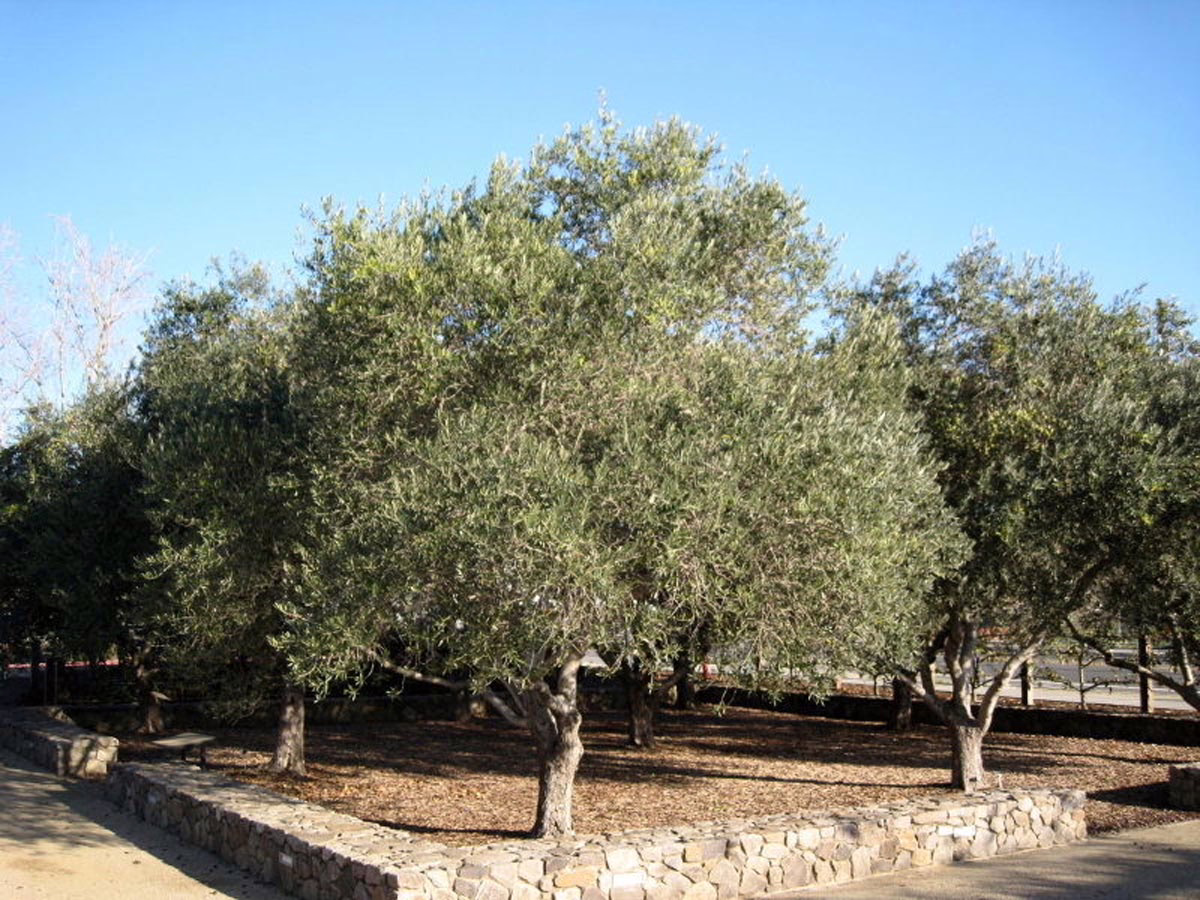 Lush olive trees with silvery-green foliage stand in a stone-walled enclosure under a bright blue sky, creating a tranquil Mediterranean garden scene.