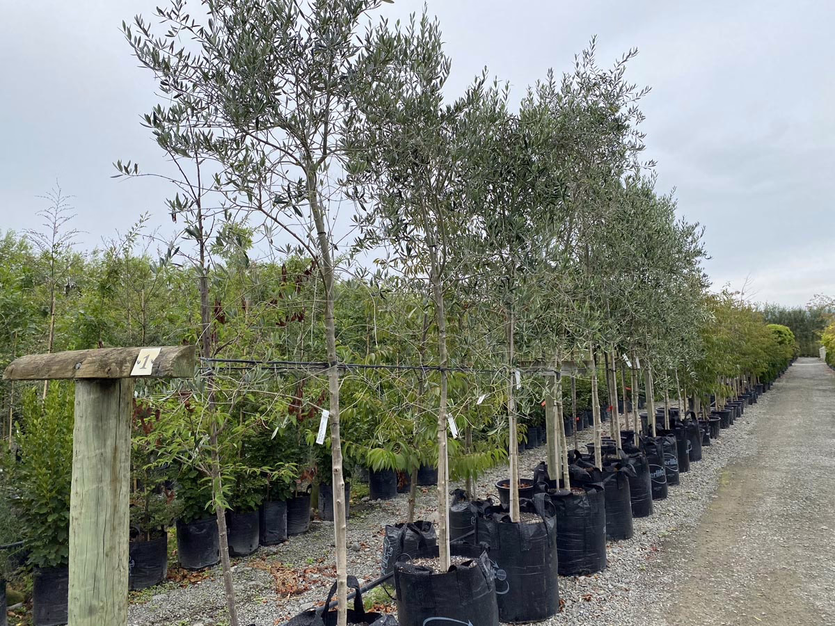 Row of potted olive trees in black grow bags at a plant nursery, ready for planting. Trees are lined up on a gravel path under a cloudy sky.