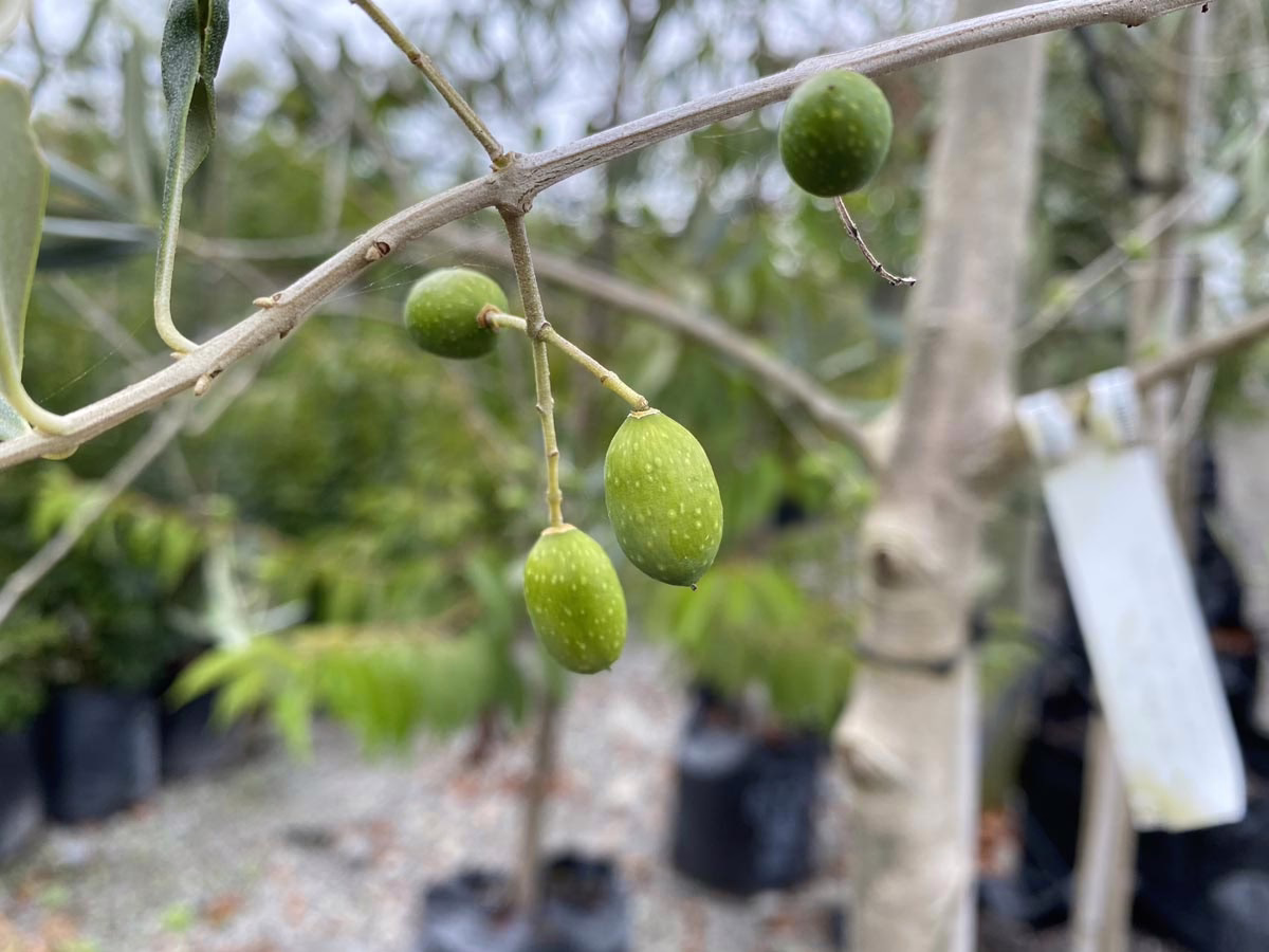 Close-up of an olive tree branch with unripe green olives. The olives are small and dotted, hanging from a light gray branch against a blurred garden background.