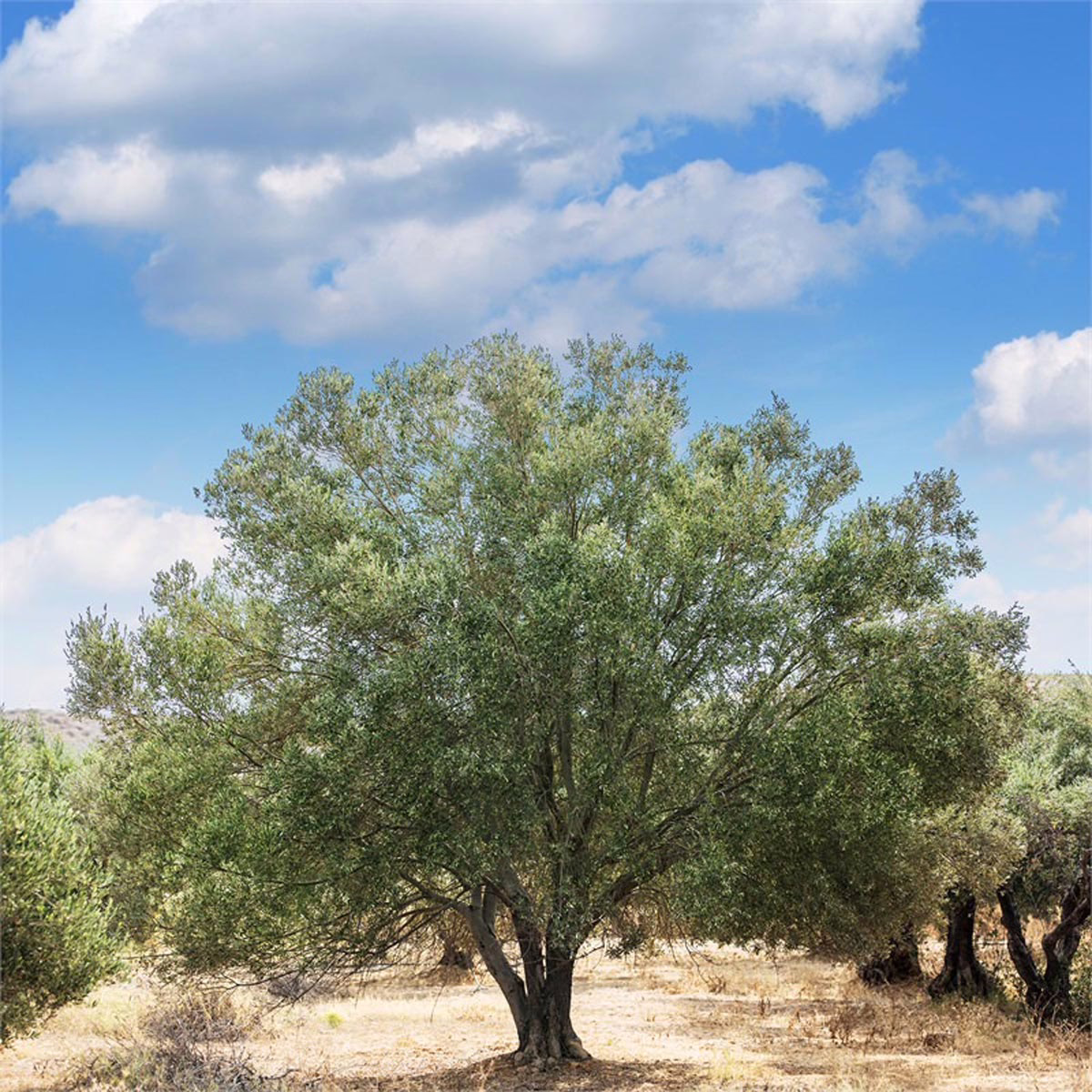 Lush olive tree with a thick trunk stands in a dry, sun-drenched grove under a bright blue sky with puffy white clouds. Olive trees are scattered in the background.