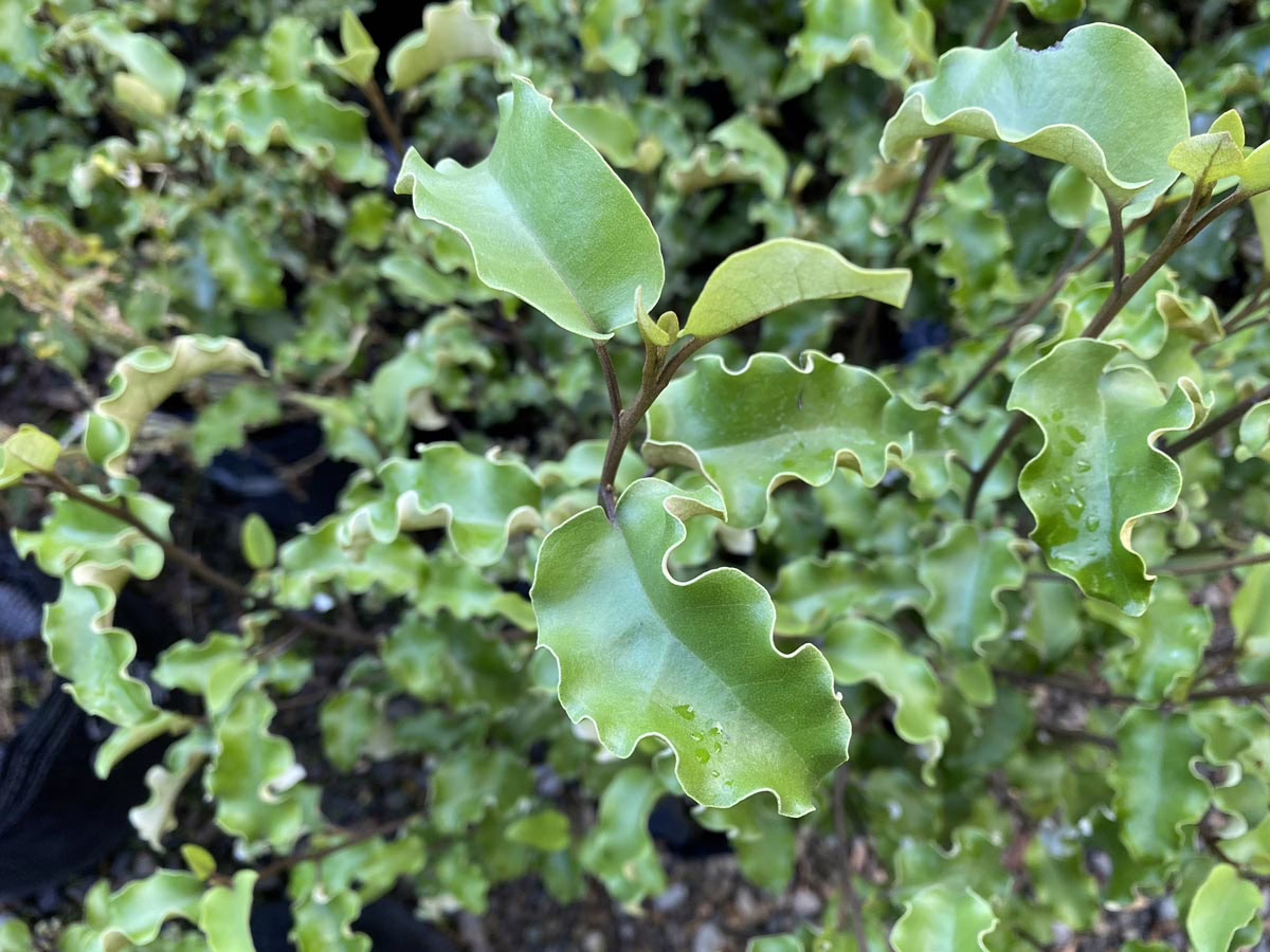 Close-up of Pittosporum 'Bannow Bay' shrub foliage. The leaves are a vibrant green with distinct, wavy edges, creating a textured, ornamental look. This evergreen plant is ideal for adding unique foliage to gardens.