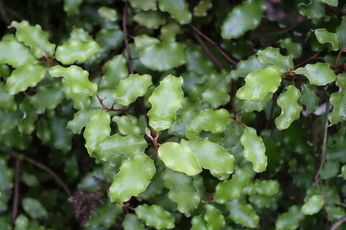 Close-up of glossy, vibrant green leaves with wavy edges on a Coprosma plant. The leaves are densely packed, creating a lush, natural texture. Dark brown stems provide contrast.