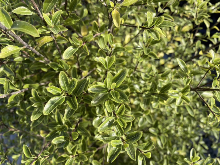 Pittosporum tenuifolium 'Mountain Jade' (Kōhūhū) foliage.