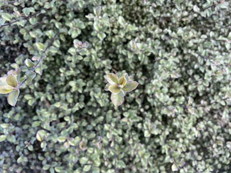 Pittosporum tenuifolium 'Small Ball' (Kōhūhū) foliage.