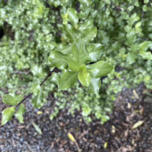 Pittosporum tenuifolium 'Wrinkle Blue' (Kōhūhū) leaf.