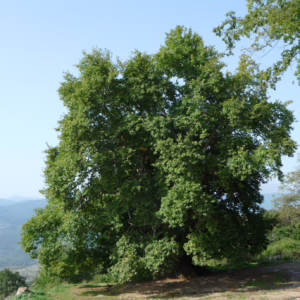 Platanus orientalis