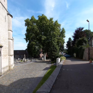 Platanus orientalis 'Alford Flame'