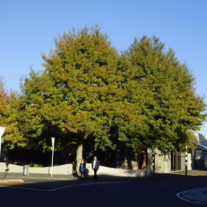 Platanus orientalis 'Autumn Glory'