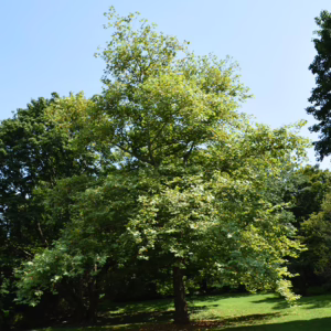 Platanus orientalis 'Fitzherbert'