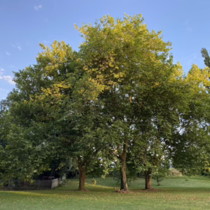 Platanus x acerifolia