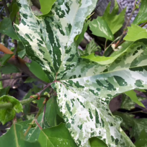 Platanus x acerifolia 'Suttneri'