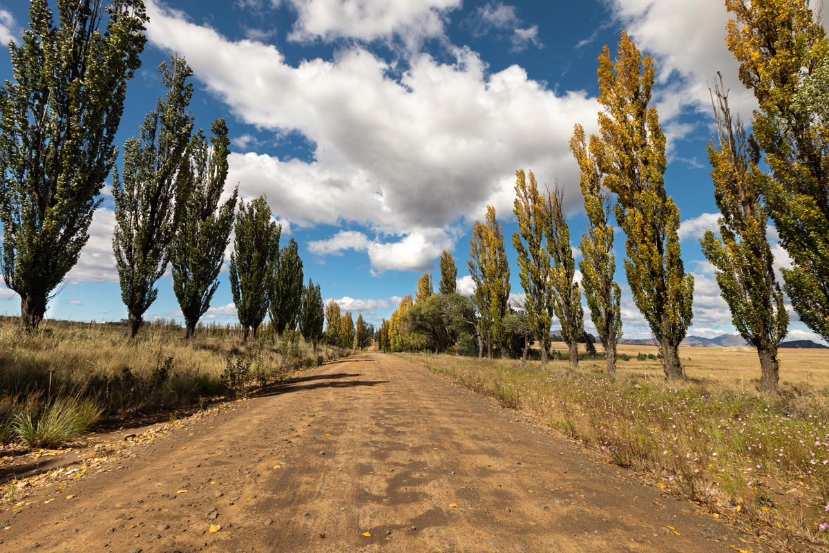 A dirt road stretches into the distance, lined with tall, slender trees displaying autumn foliage under a bright blue sky dotted with fluffy white clouds. The landscape evokes a sense of rural beauty and tranquility.