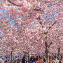 Prunus 'Accolade' (Flowering Cherry) flowering in city