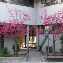 Prunus campanulata 'Felix Jury' (Taiwan Cherry) in Spring planted at an entrance.