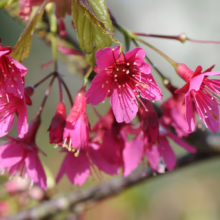 Prunus campanulata 'Felix Jury' (Taiwan Cherry) flowers.