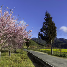 Prunus campanulata ‘Pink Cloud’ (Taiwan Cherry) flowering by boardwalk.