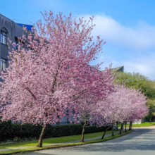 Prunus campanulata ‘Pink Cloud’ (Taiwan Cherry) as a street tree.