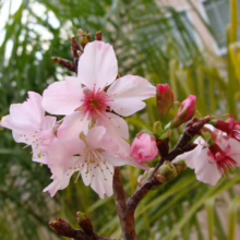 Prunus campanulata ‘Pink Cloud’ (Taiwan Cherry) flower
