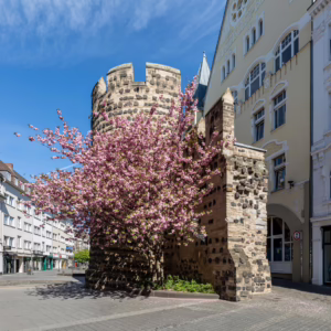 Prunus campanulata 'Pink Cloud'