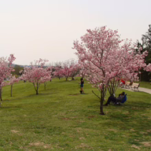 Prunus campanulata ‘Pink Cloud’ (Taiwan Cherry) statement trees.