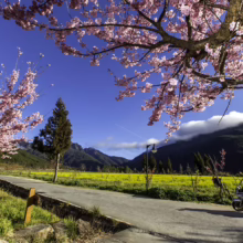 Prunus campanulata ‘Pink Cloud’ (Taiwan Cherry) overhanging street.
