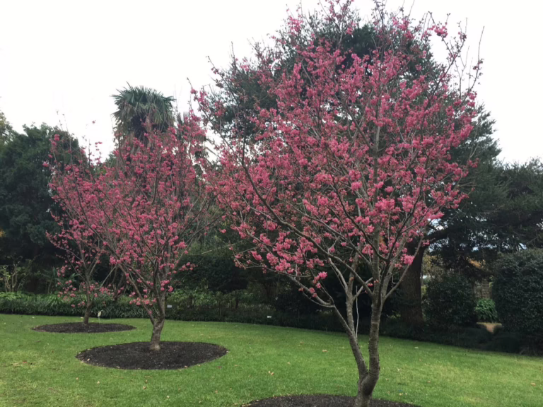 Prunus campanulata 'Superba' (Taiwan Cherry) flowering in home garden.