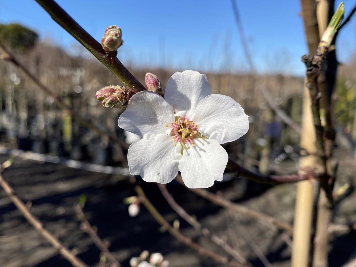Close-up of a single, pristine white flower with a yellow and pink center blooming on a slender branch. Buds are visible, suggesting early spring. Blurred background of trees in a nursery.