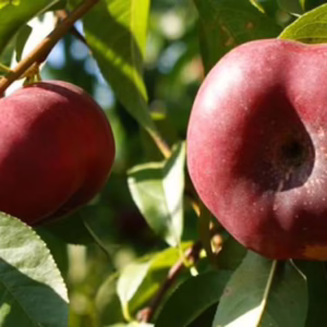 Nectarine 'Button Bright'