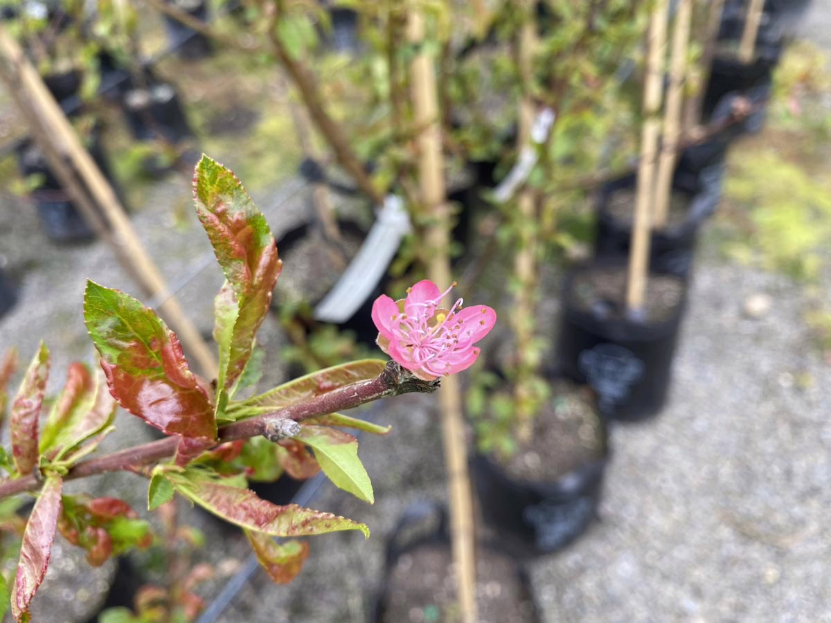 Close-up of a pink peach tree blossom with vibrant green and reddish leaves on a branch. Potted peach trees are visible in the background, suggesting a nursery or garden center.