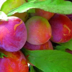 Plum 'Burbank'