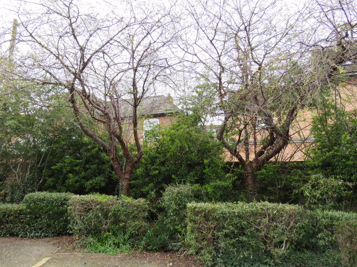 Prunus serrula (Paperbark Cherry) winter form in garden.