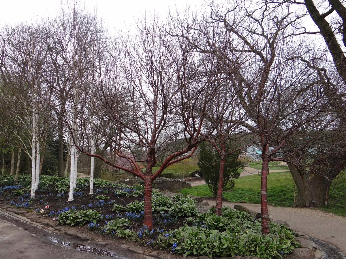 Prunus serrula (Paperbark Cherry) winter form.