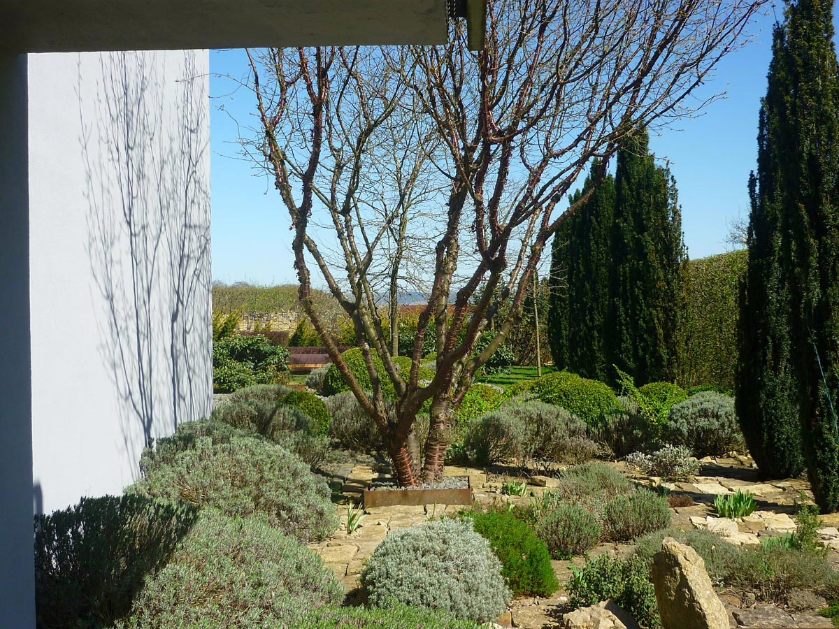 Prunus serrula (Paperbark Cherry) bark featuring in garden.